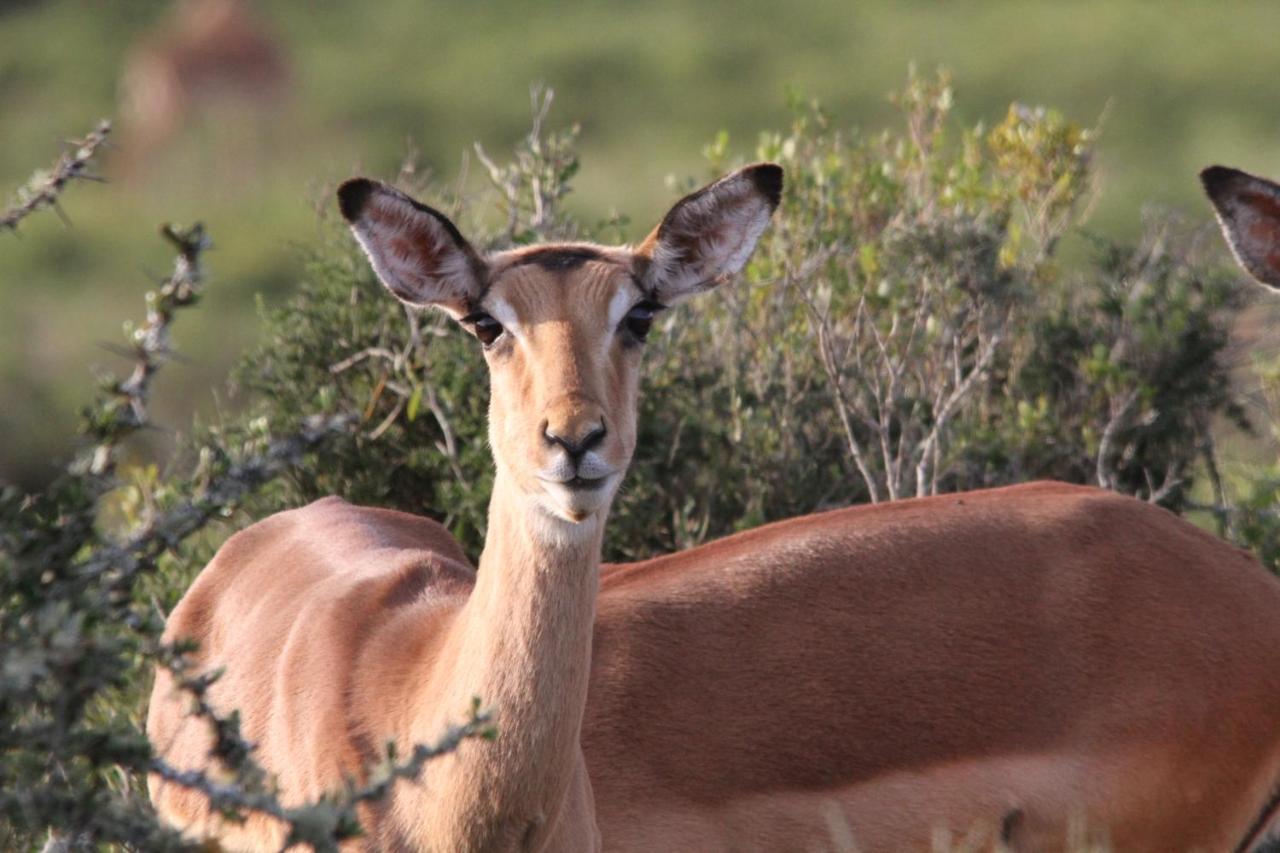 Indalu Game Reserve Boggomsbaai Exterior photo