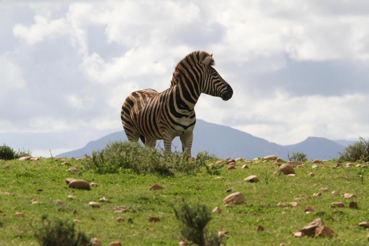 Indalu Game Reserve Boggomsbaai Exterior photo
