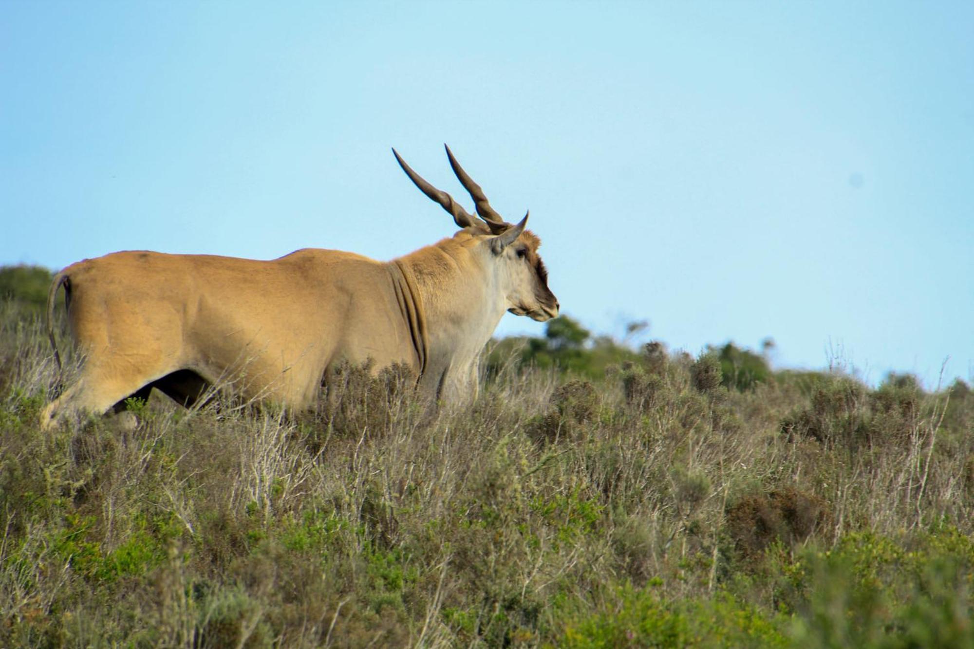 Indalu Game Reserve Boggomsbaai Exterior photo